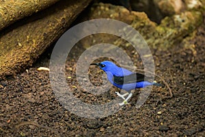 A Purple Honeycreeper walking on the ground