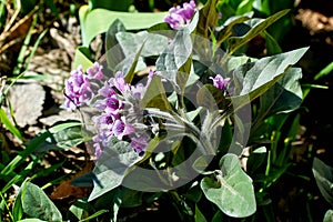 Purple honeydew flowers. Spring primroses.