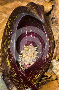 Purple, hooded spring flower of skunk cabbage in Connecticut.