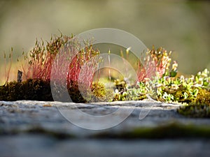 Purple horn toothed moss Ceratodon purpureus with sporophytes in the morning