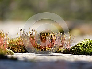 Purple horn toothed moss Ceratodon purpureus with sporophytes in the morning sunlight