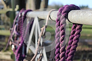 Purple horse tack on a fence