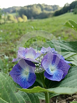 purple hortensia blossoms with green leaves and blurry landscape in background