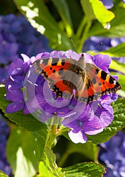 Purple Hortensia flowers and butterfly.