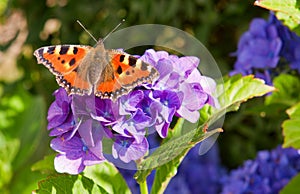 Purple Hortensia flowers and butterfly.