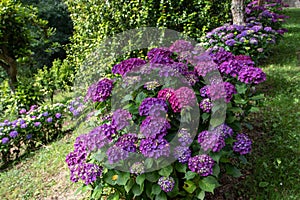 Purple hortensia or hydrangea shrubs hedge in the garden