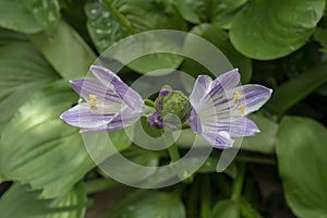 Purple Hosta Flowers