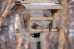 Purple house finches feeding at a wooden safflower bird feeder
