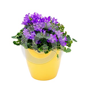 Purple house plant (Campanula) in a yellow pot.