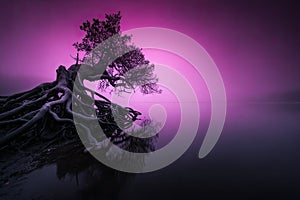 Purple Twilight Tree