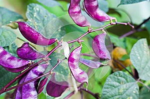 Purple Hyacinth Bean (Lablab purpureus)