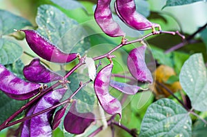 Púrpura jacinto frijoles ()  