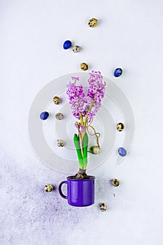 Purple hyacinth buld bflower in a violet mug, colored Easter eggs on white background