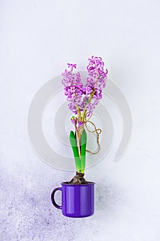 Purple hyacinth buld bflower in a violet mug on white background