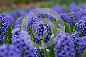 Purple hyacinth field Spring flowers background Netherlands photo