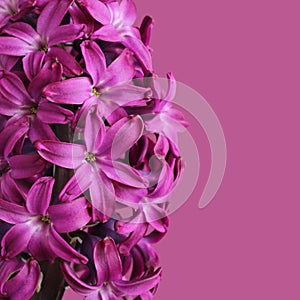 Purple hyacinth flower against light purple background.