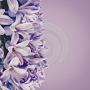 Purple hyacinth flower against light purple background. Closeup