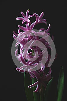 Purple hyacinth flower on a black background.