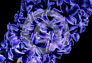 Purple Hyacinth flower on a black background