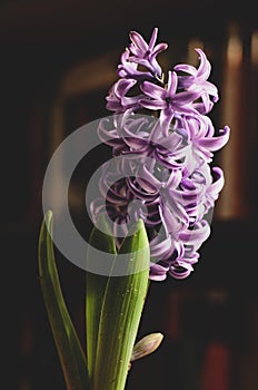 Purple Hyacinth flower in dramatic light in front of a bookshelf