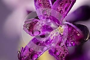 Purple hyacinth flower with drops of dew, macro on on light violet background. Early spring hyacinth flowers as background or