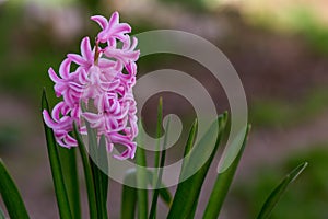 Purple hyacinth flower in garden