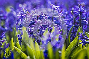Purple hyacinth flower with green leaves. Early spring hyacinth flowers as background or greeting card.Close up