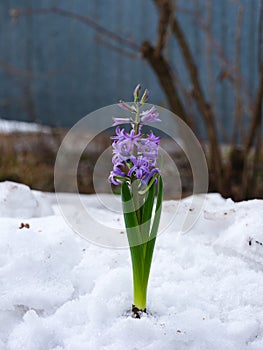 A purple Hyacinth flower growing through the snow