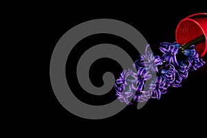 Purple hyacinth flower isolated on black background