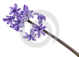 Purple hyacinth flower isolated on white background