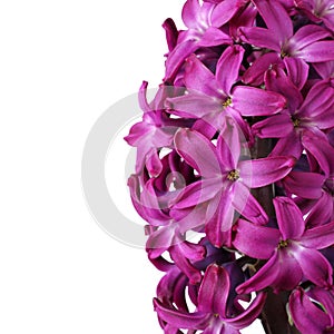 Purple hyacinth flower isolated on white background. Closeup