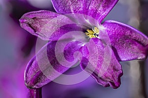 Purple hyacinth flower, macro on on light violet background. Early spring hyacinth flowers as background or greeting card