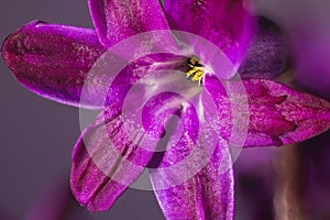 Purple hyacinth flower, macro on on light violet background. Early spring hyacinth flowers as background or greeting card