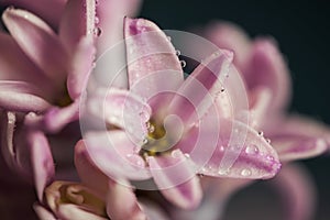 Hyacinth flower with waterdrops