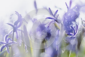 Purple hyacinth flowering field in spring, close up