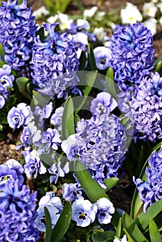 Purple hyacinth flowers