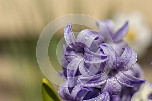 Purple hyacinth flowers