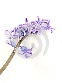 Purple Hyacinth Flowerscape on White Background