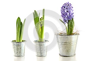 Purple hyacinth in garden pots on white