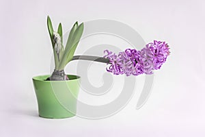 Purple hyacinth in green ceramic flower pot on tender romantic background. Spring holidays concept