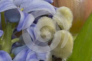 Purple Hyacinth macro