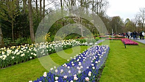 Purple Hyacinth, narcissus and pink Tulips Keukenhof Netherlands