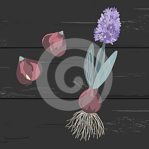 Purple hyacinth set, bulbs and the whole plant with onion, roots, leaves and blossom isolated on dark background