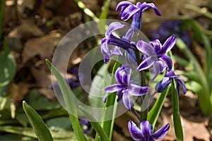 Purple Hyacinth in the Spring Garden