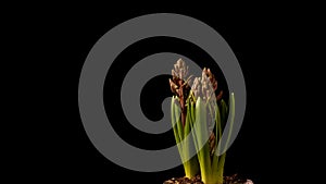 Purple Hyacinth Time-lapse