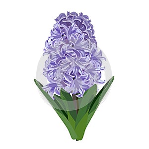 Purple hyacinth. Vector illustration.