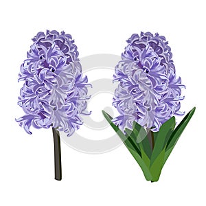 Purple hyacinth. Vector illustration.
