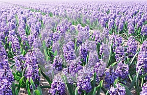Purple Hyacinthe bulb field