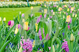 Purple hyacinths blooming in spring among colorful flower field of tulips at Keukenhof garden in Netherlands