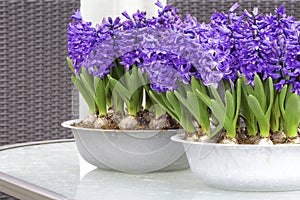 Purple hyacinths